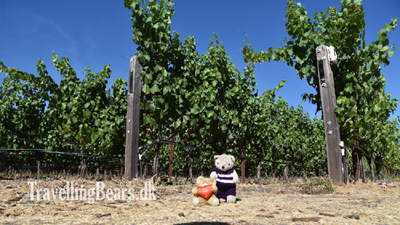 Travelling Bears at the Landmark Vineyards in Sonoma Valley, 
				California